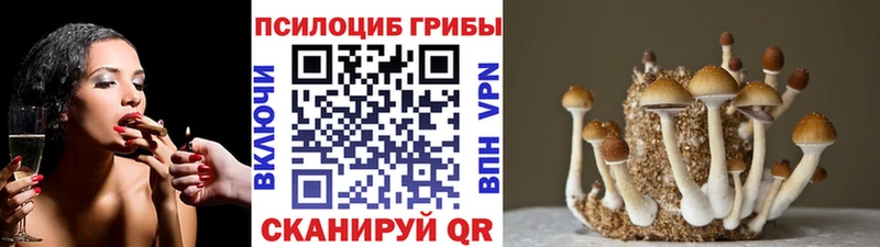 Купить  Лаишево  Галлюциногенные грибы Psilocybe 